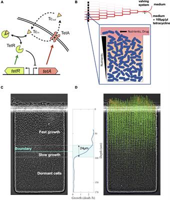 Nutrient Gradients Mediate Complex Colony-Level Antibiotic Responses in Structured Microbial Populations